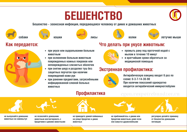 Профилактика бешенства.